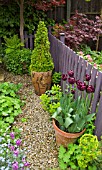 TULIPA QUEEN OF NIGH IN TERRACOTTA POT AT HIGH MEADOW CANNOCK WOOD