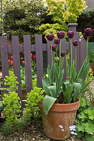 TULIPA_QUEEN_OF_NIGHT_IN_TERRACOTTA_POT_AT_AGAINST_A_PICKET_FENCE_AT_HIGH_MEADOW_CANNOCK_WOOD