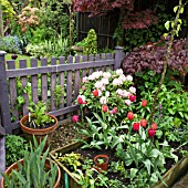 RHODODENDRON, ACER AND TULIPS AROUND FENCE IN SPRING AT HIGH MEADOW GARDEN, CANNOCK WOOD