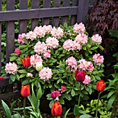 RHODODENDRON DREAMLAND IN SPRING AT HIGH MEADOW GARDEN, CANNOCK WOOD