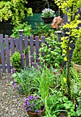 GARDEN VIEW WITH ERYSIMUM BOWLES MAUVE AND EUPHORBIA. GRAVELLED PATH AND GARDEN GATE, IN SPRING AT HIGH MEADOW CANNOCK WOOD