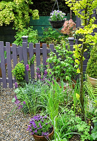 GARDEN_VIEW_WITH_ERYSIMUM_BOWLES_MAUVE_AND_EUPHORBIA_GRAVELLED_PATH_AND_GARDEN_GATE_IN_SPRING_AT_HIG