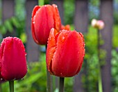 TULIPA RED IMPRESSION