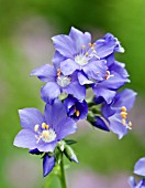 POLEMONIUM CAERULEUM