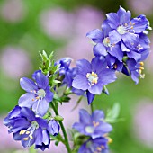 POLEMONIUM CAERULEUM