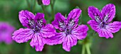 ERODIUM MANESCAVII