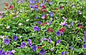 HERBACEOUS PERENNIALS IN BORDER CONTAINING VARIETIES OF HARDY GERANIUM AND VALERIAN