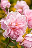 Rosa  Mortimer Sacklar an English rose with fragrant pale pink David Austin Rose that flowers in summer at High Meadow garden in Staffordshire