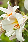 LILIUM REGALE