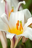 LILIUM REGALE