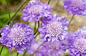 SCABIOSA CLIVE GREAVES