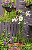 SUMMERHOUSE WITH LILIUM REGALE IN POTS, GRAVEL PATH AND HANGING BASKETS AT HIGH MEADOW GARDEN, CANNOCK WOOD