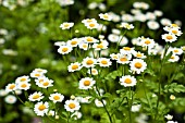 TANACETUM PARTHENIUM - FEVERFEW