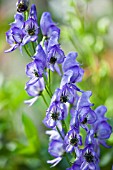 ACONITUM NAPELLUS