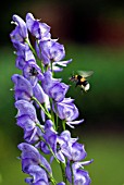 ACONITUM NAPELLUS