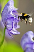 ACONITUM NAPELLUS