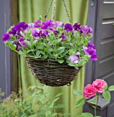 PETUNIA GRANDIFLORA PURPLE IN HANGING BASKET AT HIGH MEADOW GARDEN