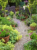 SUMMER GARDEN WITH LILIUM ORANIA IN POTS AND GRAVEL PATH AT HIGH MEADOW CANNOCK WOOD