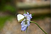 SCABIOSA CLIVE GREAVES