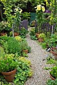 LILIUM ORANIA IN POTS, GRAVEL PATH WITH TERRACOTTA POTS AROUND GARDEN GATE IN SUMMER GARDEN AT HIGH MEADOW CANNOCK WOOD