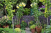 LILIUM ORANIA IN POTS, GRAVEL PATH WITH TERRACOTTA POTS AROUND GARDEN GATE IN SUMMER GARDEN AT HIGH MEADOW CANNOCK WOOD