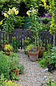 LILIUM ORANIA IN POTS, GRAVEL PATH WITH TERRACOTTA POTS AROUND GARDEN GATE IN SUMMER GARDEN AT HIGH MEADOW CANNOCK WOOD