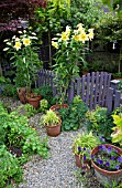 LILIUM ORANIA IN POTS, GRAVEL PATH WITH TERRACOTTA POTS AROUND GARDEN GATE IN SUMMER GARDEN AT HIGH MEADOW CANNOCK WOOD