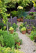 LILIUM ORANIA IN POTS, GRAVEL PATH WITH TERRACOTTA POTS AROUND GARDEN GATE IN SUMMER GARDEN AT HIGH MEADOW CANNOCK WOOD