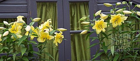 LILIUM_ORANIA_IN_POTS_AT_HIGH_MEADOW_CANNOCK_WOOD