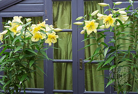 LILIUM_ORANIA_IN_POTS_AT_HIGH_MEADOW_CANNOCK_WOOD