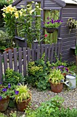 LILIUM ORANIA IN POTS, GRAVEL PATH WITH TERRACOTTA POTS AROUND GARDEN GATE IN SUMMER GARDEN AT HIGH MEADOW CANNOCK WOOD