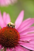 ECHINACEA PURPUREA ROBERT BLOOM