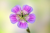 GERANIUM SWEET HEIDI