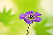 GERANIUM SWEET HEIDI