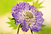 SCABIOSA CLIVE GREAVES