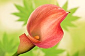 ZANTEDESCHIA REHMANNII, (PINK CALLA LILY)