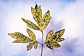 DICENTRA SPECTABILIS VARIEGATA LEAF DETAIL