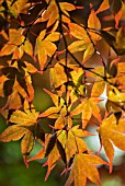 ACER PALMATUM BLOODGOOD