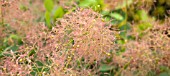 COTINUS COGGYGRIA AUREA