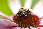 ECHINACEA PURPUREA ROBERT BLOOM