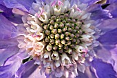 SCABIOSA CLIVE GREAVES