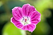 HARDY GERANIUM SANGUINEUM