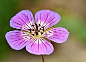 GERANIUM SWEET HEIDI