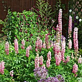 Lupinus Gallery Pink