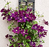 CLEMATIS JACKMANII