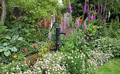 COUNTRY_COTTAGE_GARDEN_WITH_LUPINS_AND_GERANIUMS_AT_WESTON_OPEN_GARDENS