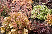 MIXED HEUCHERAS IN BORDER