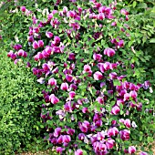 LATHYRUS VERNUS AT WESTON OPEN GARDENS