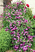 LATHYRUS VERNUS AT WESTON OPEN GARDENS