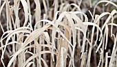 FROSTY ORNAMENTAL GRASS IN WINTER